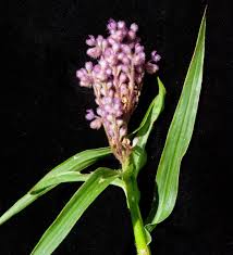 Image result for Floscopa leiothyrsa