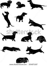 Black And White Dachshund Clipart Dachshund Dachshund Figure Vector Different Positions Illustration Black And White Dachshund Illustration Dachshund Stock Photos