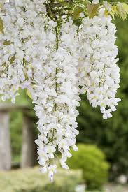 Image result for Wisteria sinensis