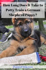 How Long Does Il Take Lo Potty Train A German Shepherd Puppy German Shepherd Puppies Training German Shepherd Puppies Shepherd Puppies