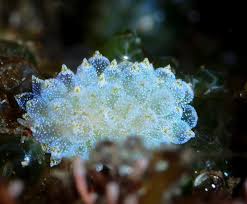 Image result for Selago coerulea