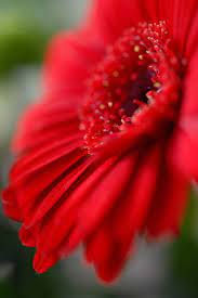 Deep Red Beautiful Flowers Red Flowers Flowers