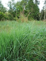 Image result for Setaria sphacelata