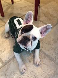 French bulldog new york city. Nanuet Ny French Bulldog Meet Nate A Pet For Adoption