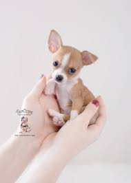 1.bp.blogspot.com 12:15 puppies club 262 566 what are the poodle dog breeds size,personality and colors in english with chinese subtitle 2020. Chihuahua Pocket Dog Price