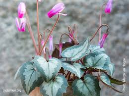 Image result for Hylodesmum repandum