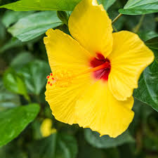 Image result for Hibiscus pusillus