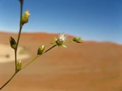 Image result for Limeum fenestratum