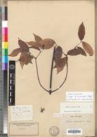 Image result for Alafia caudata