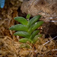 Image result for Angraecum distichum