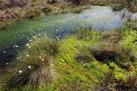peat bogs offer a solution to carbon