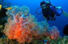 Karena, sepanjang pesisir selatan kabupaten ini merupakan wilayah laut yang masih alami, termasuk di dalamnya kawasan konservasi olele yang mendunia. Paket Tour Pulo Cinta Pulau Cinta Taman Laut Olele Gorontalo 4 Hari 3 Malam Tour Gorontalo