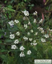 Image result for Pimpinella afra