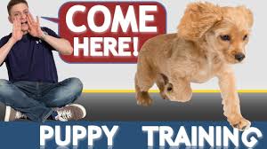 Learn how to housebreak your dog in 6 days for free. How To Train Your Puppy To Come When Called Now And Forever Youtube
