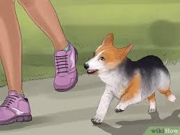 Pembroke welsh corgi dogs for adoption in north carolina, usa, page 1 (10 per page) puppyfinder.com is proud to be a part of the online adoption community. How To Rescue A Corgi 15 Steps With Pictures Wikihow