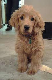 That S Cute Forever Puppy Golden Cocker Retriever Golden Cocker