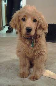 Can't wait to see who made the top 20 list? That S Cute Golden Cocker Retriever Forever Puppy Golden Cocker