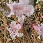 Image result for Stereospermum kunthianum