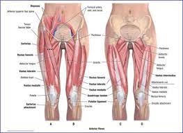• the sciatic nerve passes just inferior to the piriformis therefore a tight piriformis muscle my contribute to compression on the sciatic nerve. Today S Focus Is Hip And Ankle Joint Muscles And Actions I Will Remember The Following Actions Of The Hip Joint Mu Leg Muscles Anatomy Leg Anatomy Hip Muscles