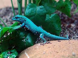 Turquoise dwarf gecko / lygodactylus williamsi at zoos worldwide on zooinstitutes.com. Lygodactylus Williamsi Wikipedia