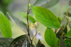 Image result for Flacourtia indica