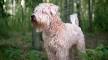 Wheaten.org