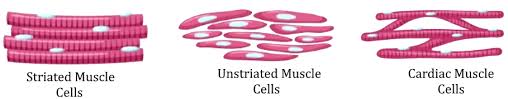 Nucleus is centrally located in smooth and peripherally located in striated muscles. Differentiate Between Striated Unstriated And Cardiac Class 11 Biology Cbse