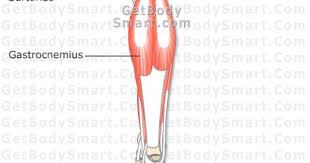 Select a human anatomy system to begin. Muscles That Act On The Leg Thigh Leg Muscles Muscles Of The Thigh Leg How To Study Anatomy Anatomy And Physiology Anatomy
