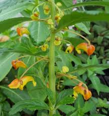 Image result for Impatiens gomphophylla