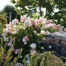 Image result for hydrangea paniculata vanille fraise