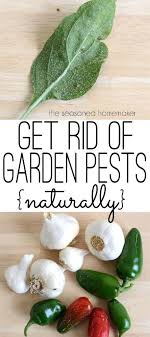How to get rid of grasshoppers: Garlic Pepper Tea A Natural And Organic Pesticide Organic Gardening Tips Garden Pests Organic Pesticide