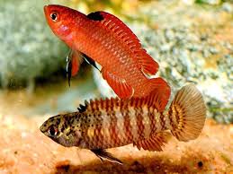 Dario Hysginon Aquarium Fish Freshwater Aquarium Fish Nano Aquarium