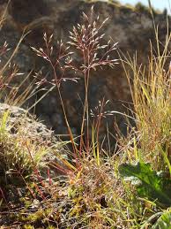 Image result for Aira caryophyllea