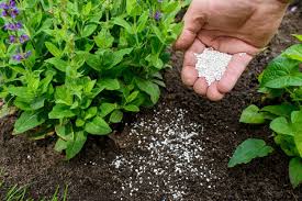 Bone Meal: How to Use This Natural Fertilizer – Humboldts Secret Supplies