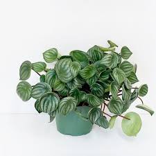 Image result for Peperomia molleri