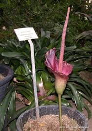 Image result for Amorphophallus abyssinicus