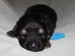 German shepherd for sale near me. Recklessly Long Haired Black German Shepherd Puppies For Sale Near Me