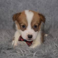 Puppyfinder.com is your source for finding an ideal pembroke welsh corgi puppy for sale in usa. Corgi Puppies For Sale In Pa Ridgewood Corgi Puppy Adoptions