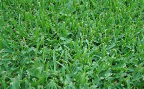 Homeowners should always take the time to look at the different options and select one with the right color and texture for your needs. St Augustine Grass Sod