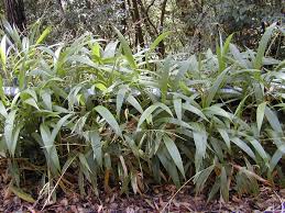 Image result for Setaria pseudaristata