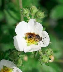 Maybe you would like to learn more about one of these? Pollinating Strawberry Plants Strawberry Plants Org