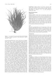 Image result for Costularia natalensis