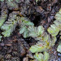 Image result for Salvinia hastata