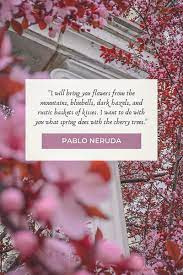 Cherry Blossom Quotes About Life And Renewal In 2021 Cherry Blossom Quotes Blossom Quotes Flower Quotes