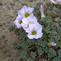 Image result for Oxalis anthelmintica