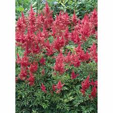 Astilbe mix ~ 100 seeds,violet,red,pink,cream and white, shade loving plant ! Astilbe X Arendsii Augustleuchten Pflanzen Fur Dich De 4 80