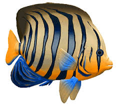 Play with our huge library of graphics to unleash your tshirt design ideas. Fish In Aquarium Clipart Gif Novocom Top