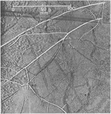 Image result for Strychnos pungens