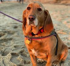 These healthy and happy puppies will bring the admiration and joy to your eyes while seeing them on the screen of your pc. 36 Basset Hound Mixes To Fall In Love With Right Now K9 Web