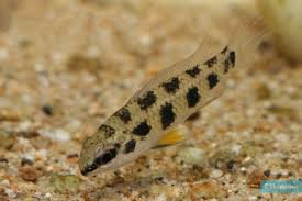 Image result for Cyperus maculatus